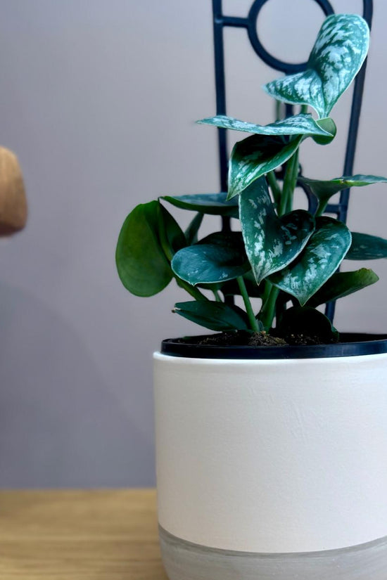 Potted Epipremnum aureum' Silver Satin’ plant in The Room Refresh pot on a wooden surface with a chair in the background.
