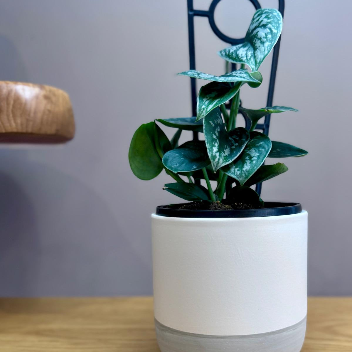 Potted Epipremnum aureum' Silver Satin’ plant in The Room Refresh pot on a wooden surface with a chair in the background.