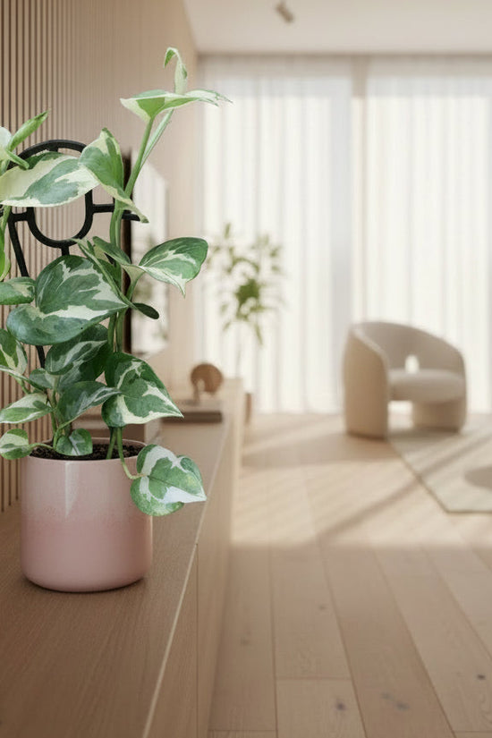 Variegated pothos plant in a pot against a wooden background