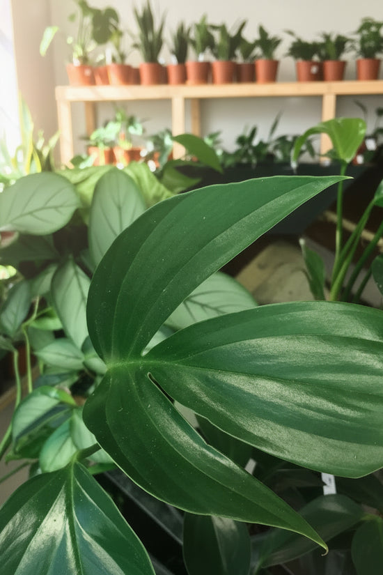 Epipremnumpinnatum Dragon Tail Plant