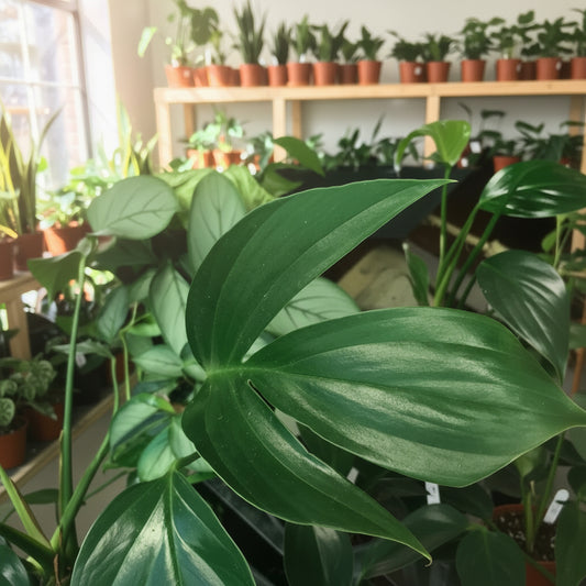 Epipremnumpinnatum Dragon Tail Plant