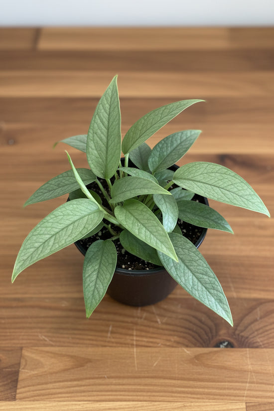 Epipremnumpinnatum Cebu Blue plant against a kitchen table