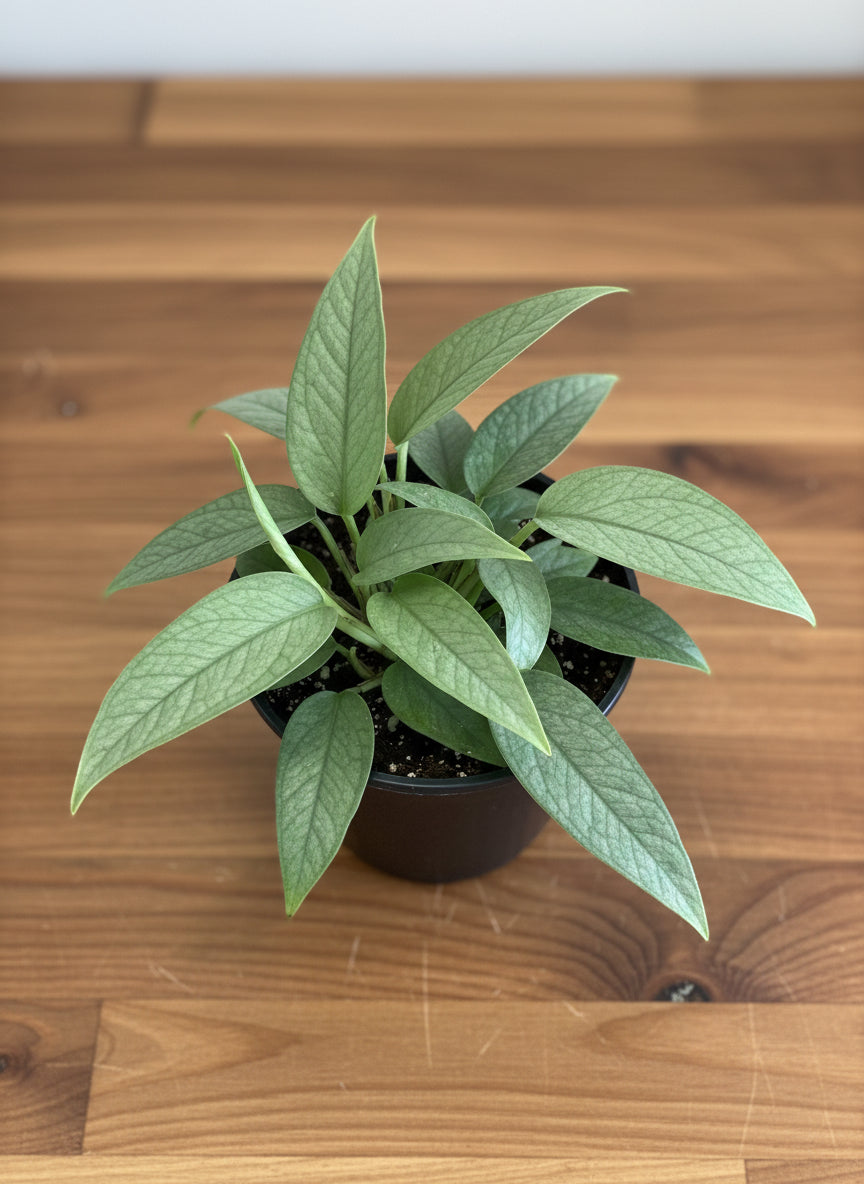 Epipremnumpinnatum Cebu Blue plant against a kitchen table