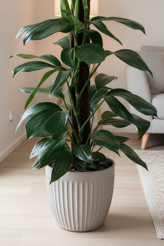 Epipremnumpinnatum Dragon Tail Plant