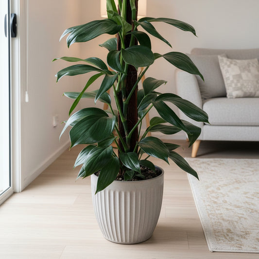 Epipremnumpinnatum Dragon Tail Plant