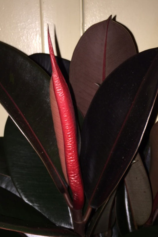 Ficus elastica - 'Ruby'