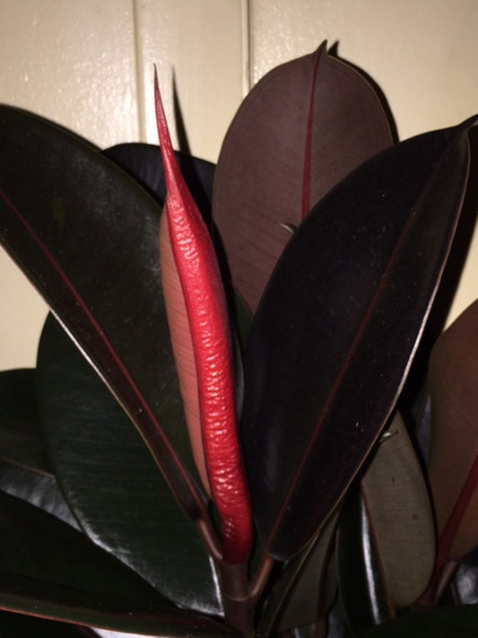 Ficus elastica - 'Ruby'