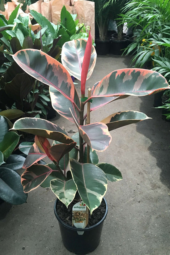 Ficus elastica - 'Ruby'