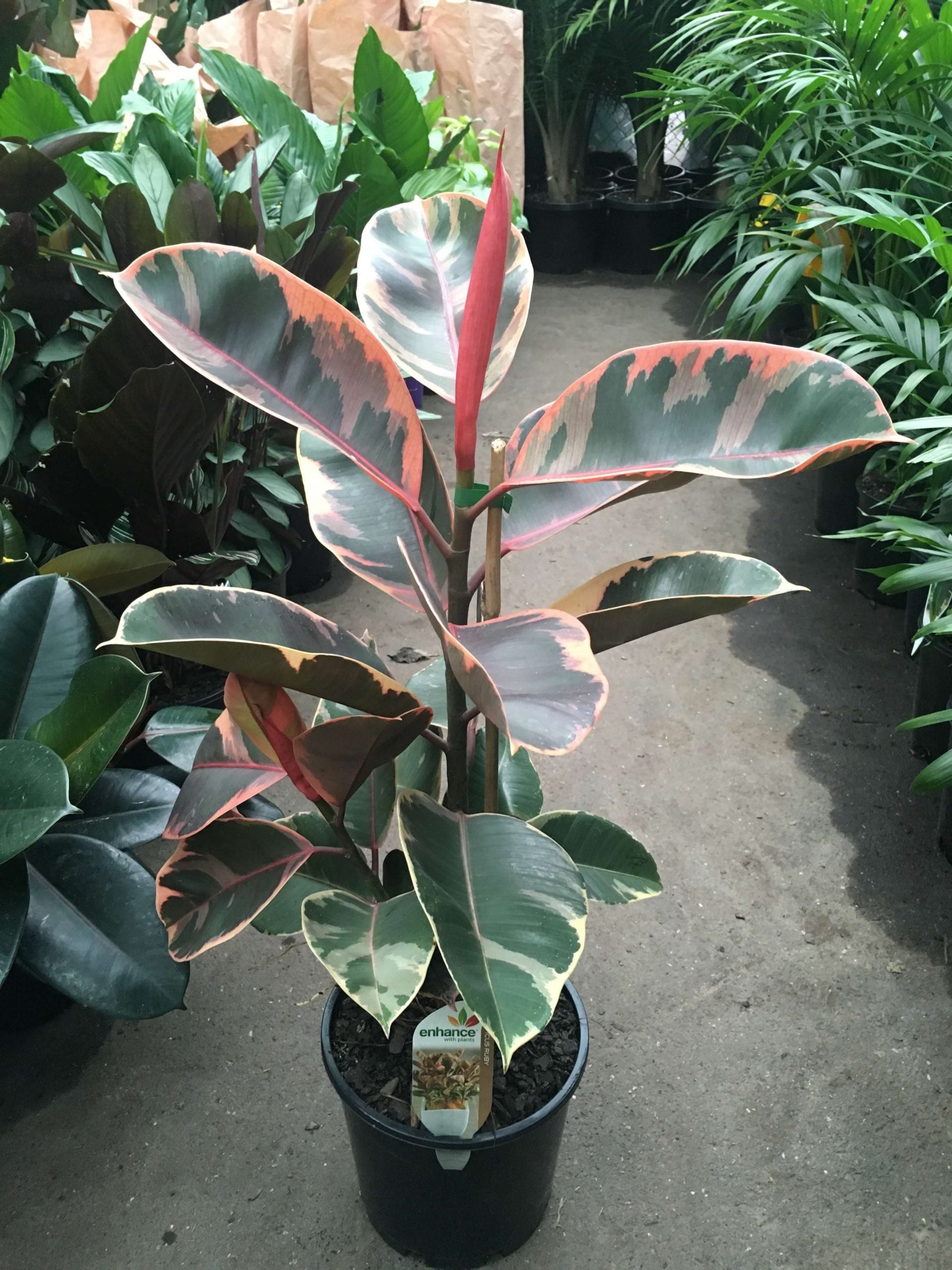 Ficus elastica - 'Ruby'