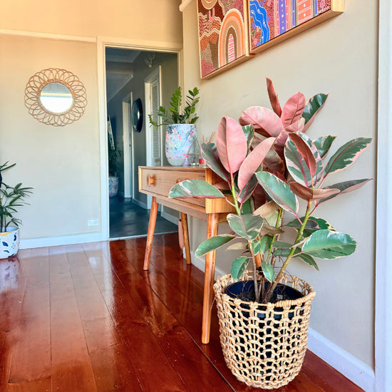 Ficus elastica - 'Ruby'