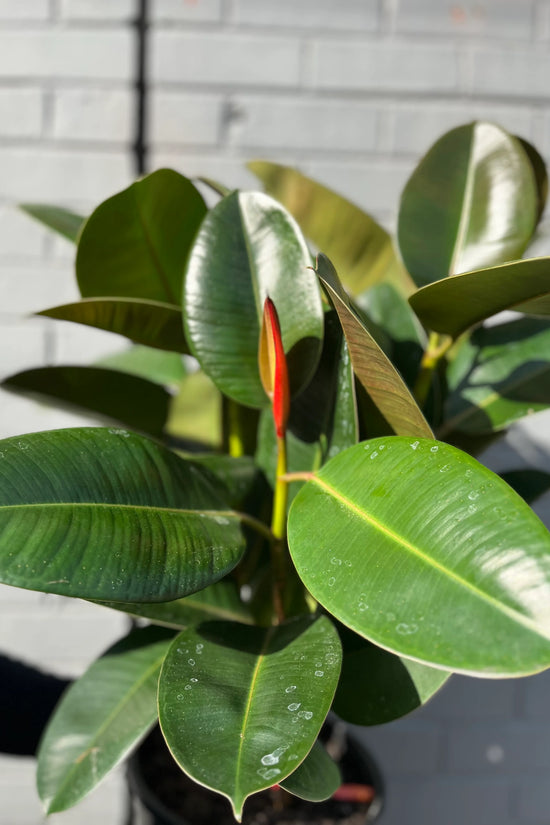 Ficus elastica - 'Robusta'