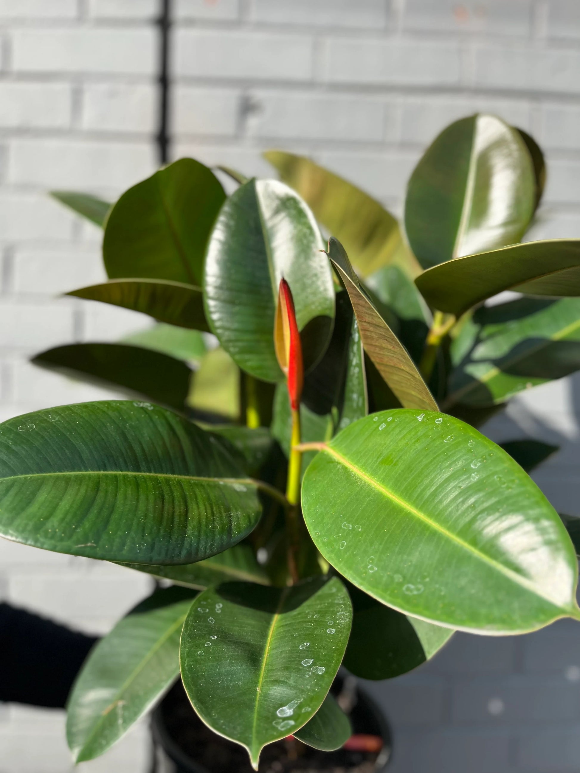 Ficus elastica - 'Robusta'