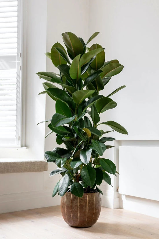 Ficus elastica - 'Robusta'
