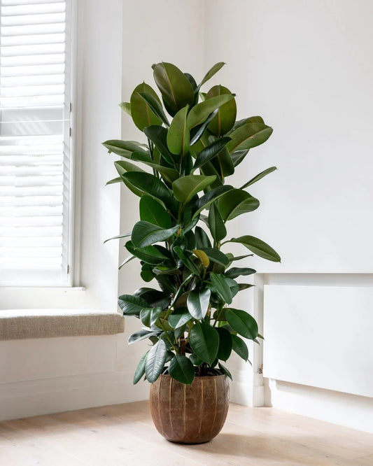 Ficus elastica - 'Robusta'