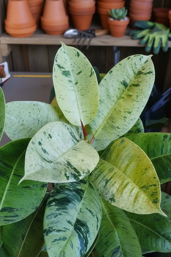 Close-up of a Ficus elastica_Shivereana_Variegated leafy plant