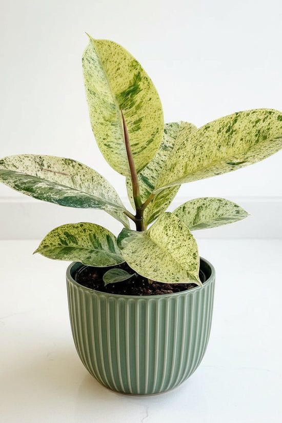 Close-up of a Ficus elastica Shivereana Variegated plant with green and white leaves on a white background