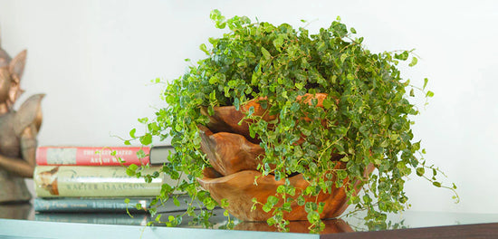 Ficus pumila - 'Creeping Fig'