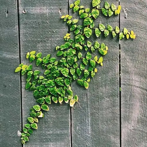 Ficus pumila - 'Creeping Fig'