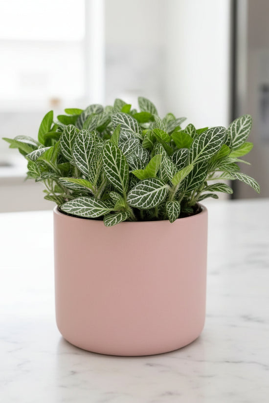 Fittoniaalbivenis White Angel White Nerve