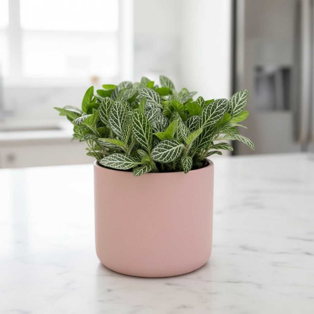 Fittoniaalbivenis White Angel White Nerve