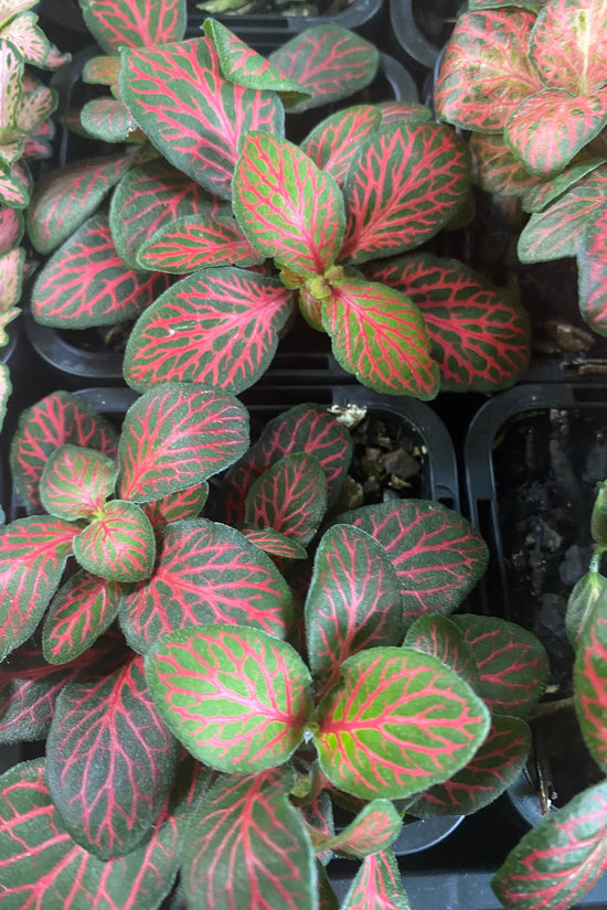 Fittonia albivenis - 'Firetail'