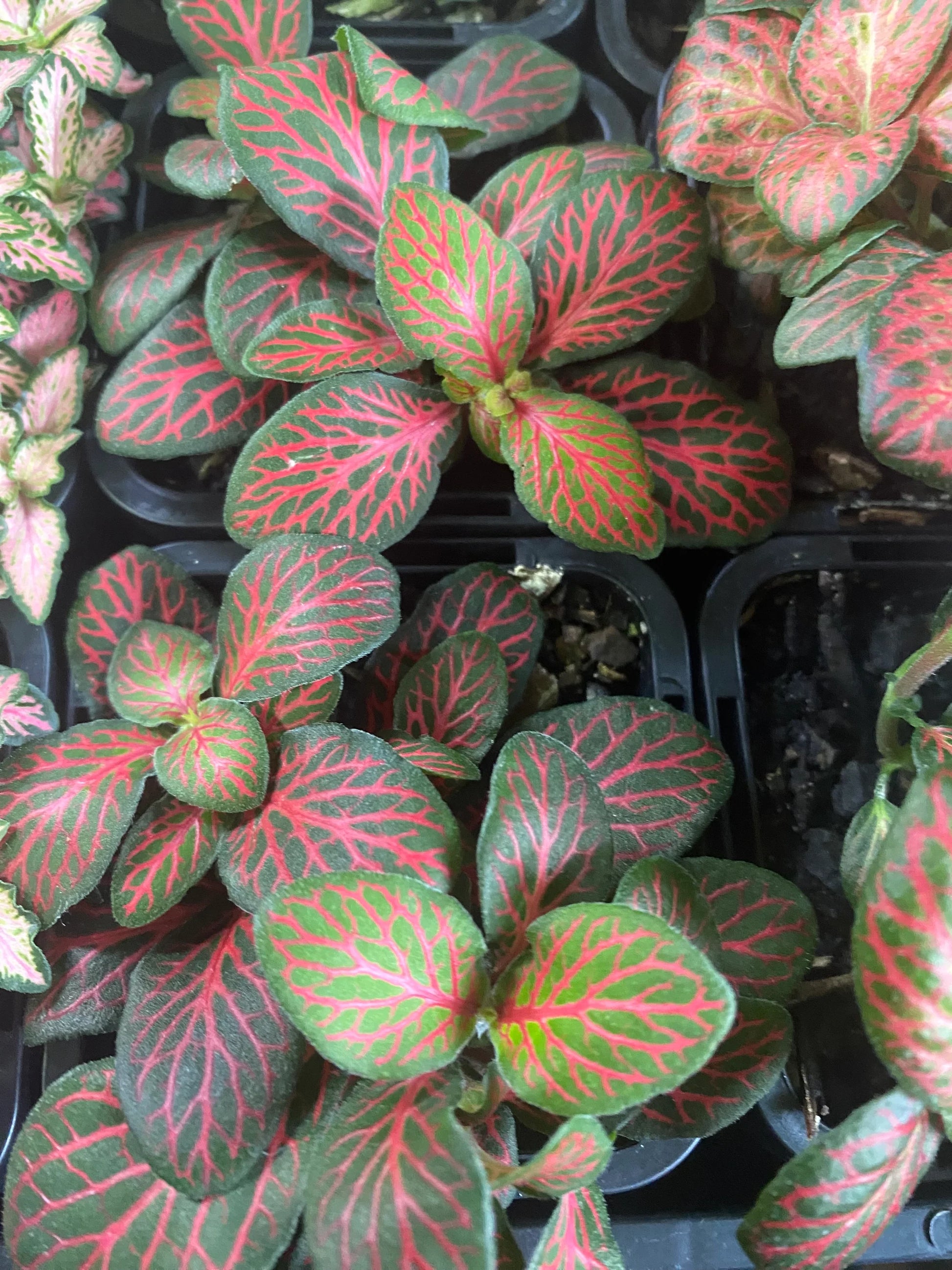 Fittonia albivenis - 'Firetail'