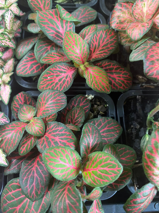 Fittonia albivenis - 'Firetail'