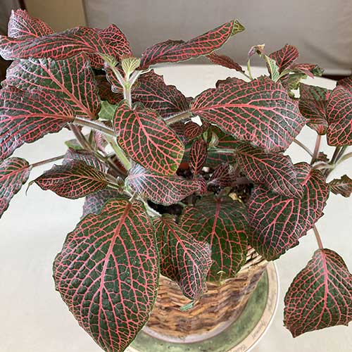 Fittonia albivenis - 'Firetail'