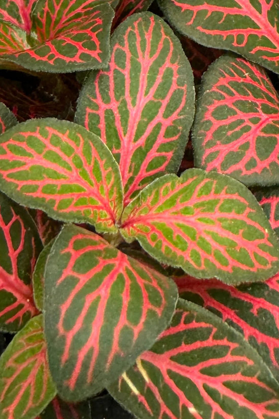 Fittonia albivenis - 'Firetail'