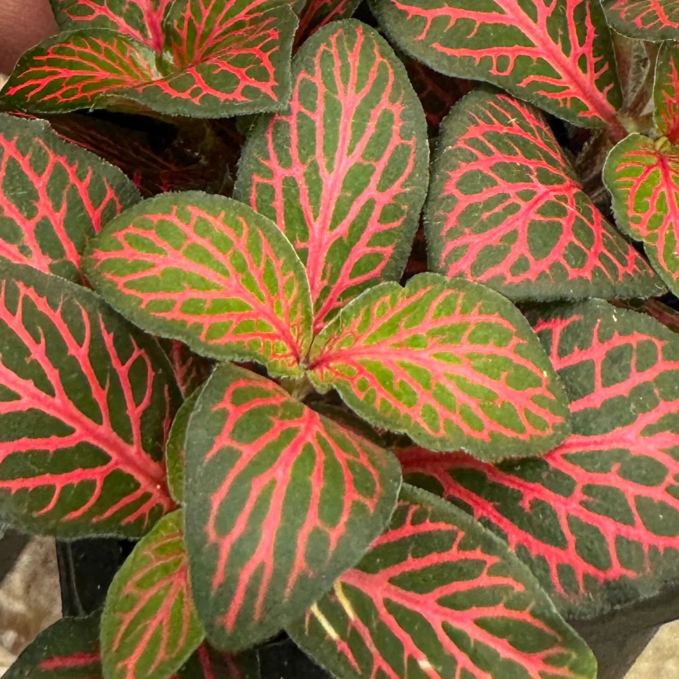 Fittonia albivenis - 'Firetail'