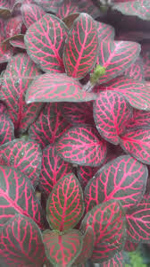 Fittonia albivenis - 'Jungle Flame'