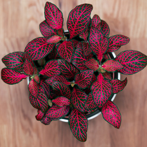 Fittonia albivenis - 'Jungle Flame'