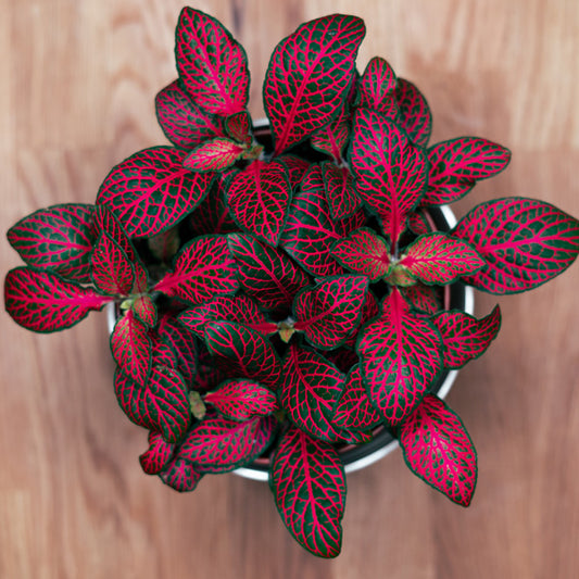 Fittonia albivenis - 'Jungle Flame'