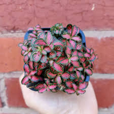 Fittonia albivenis - 'Jungle Flame'