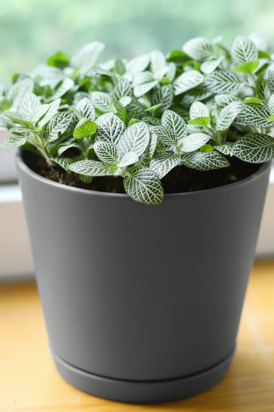 Fittonia albivenis White Angel