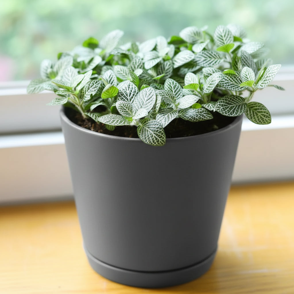 Fittonia albivenis White Angel