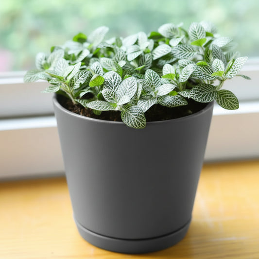 Fittonia albivenis White Angel