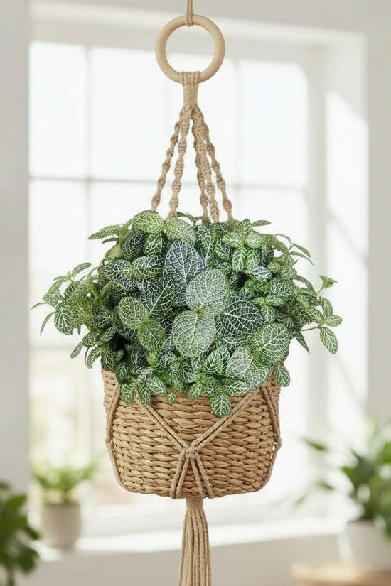 Fittoniaalbivenis White Angel White Nerve Plant