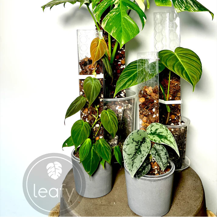 Collection of potted plants in transparent cylindrical containers on a white background with 'Leafy' branding.