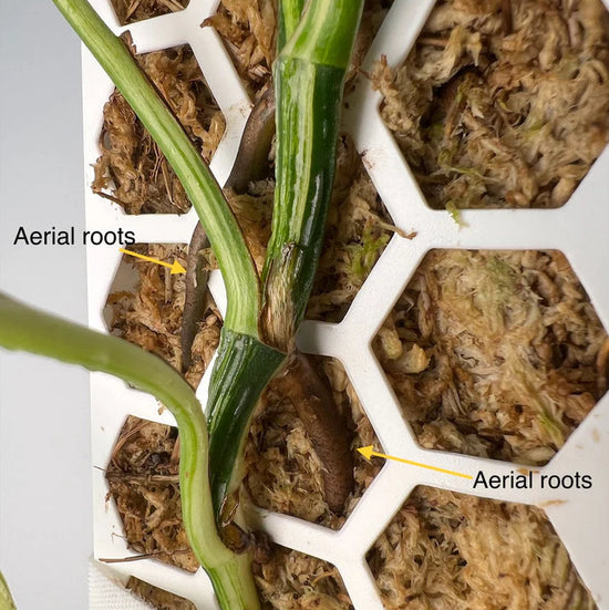 Close-up of a plant with aerial roots on a white grid background, labeled 'Aerial roots'.