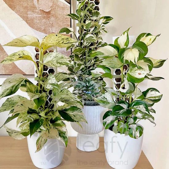 Three potted plants with variegated leaves on a wooden surface.