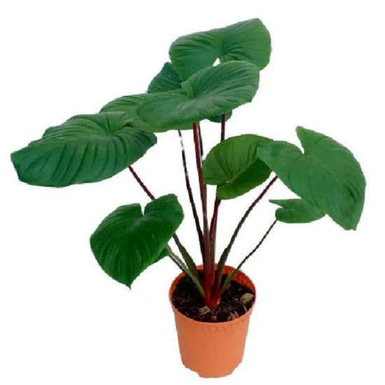 Homalomena rubescens - 'Sunshine Gem'