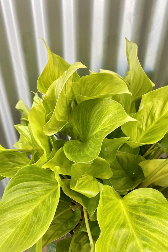 Homalomena rubescens - 'Sunshine Gem'