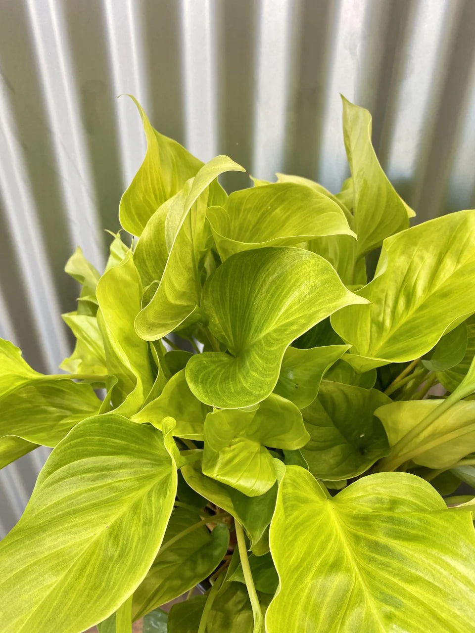 Homalomena rubescens - 'Sunshine Gem'