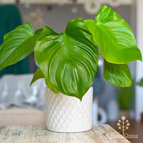 Homalomena rubescens - 'Sunshine Gem'