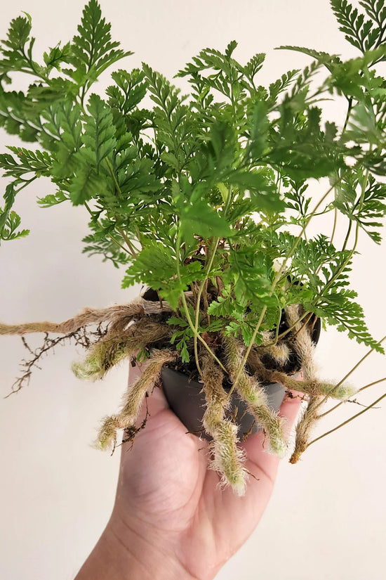 Humata tyermannii - 'Rabbit Foot Fern'