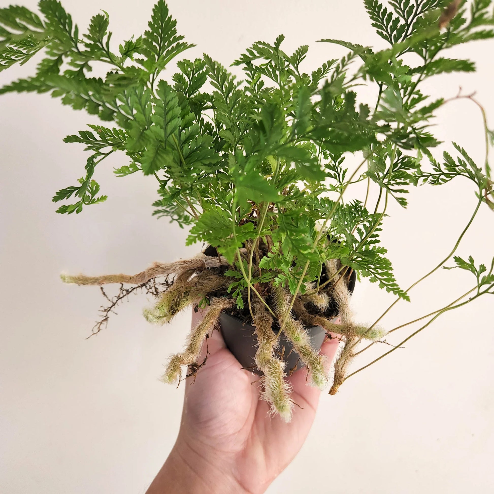 Humata tyermannii - 'Rabbit Foot Fern'