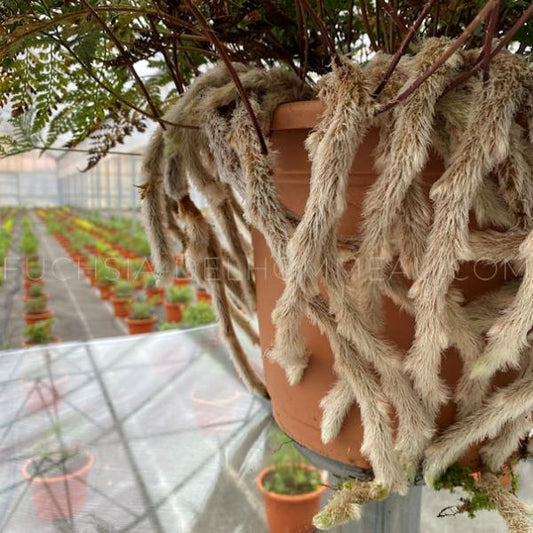 Humata tyermannii - 'Rabbit Foot Fern'