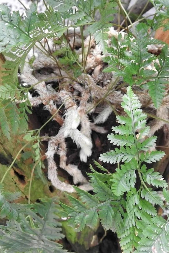 Humata tyermannii - 'Rabbit Foot Fern'