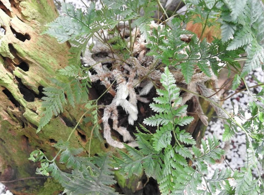 Humata tyermannii - 'Rabbit Foot Fern'